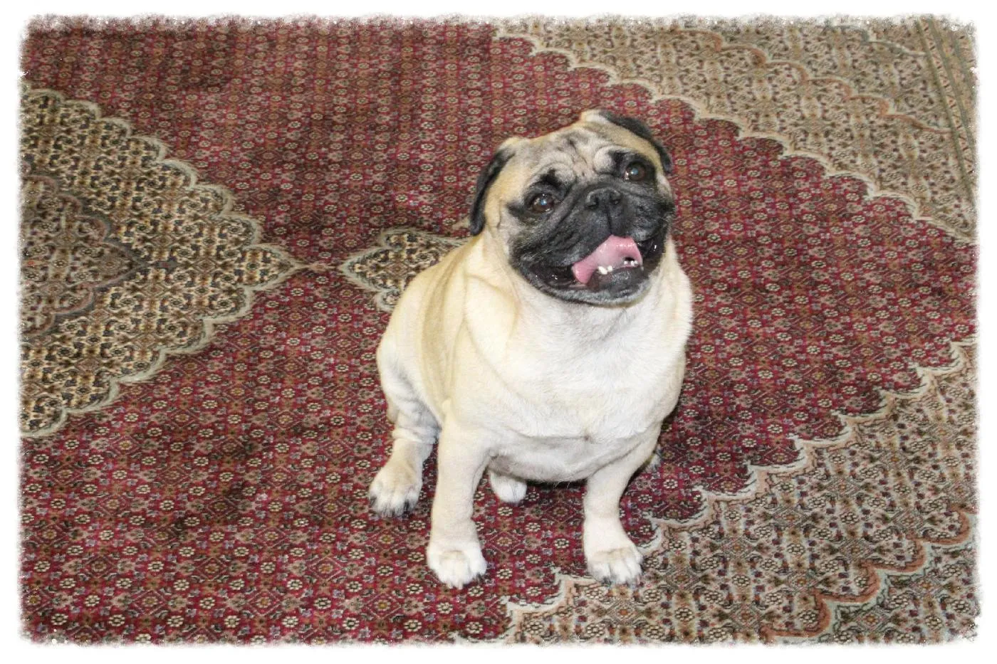 A pug sitting proudly in the middle of a red Persian rug